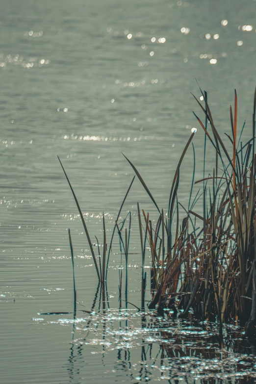 grass that is sitting in the middle of water