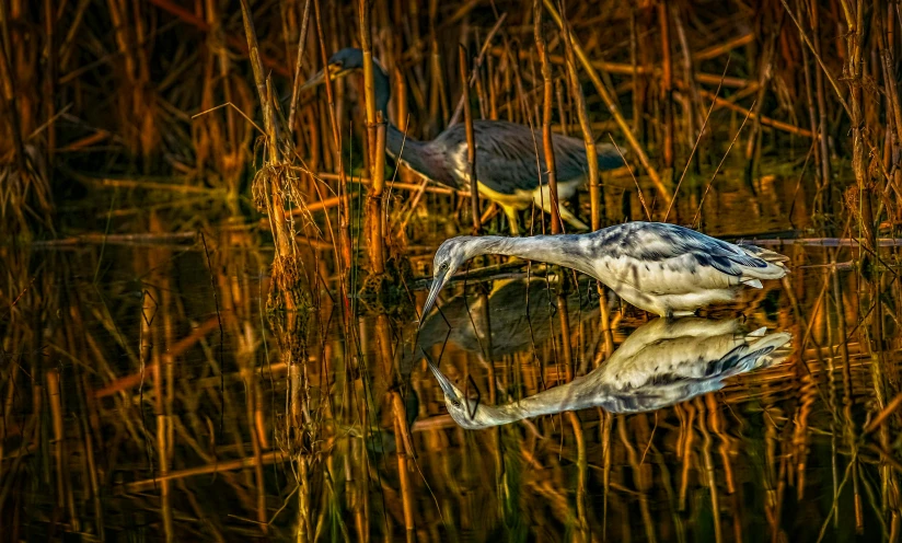 a heron is taking food in a lake