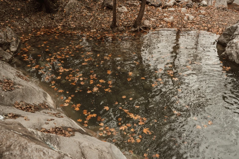 a creek with rocks and leaves in it