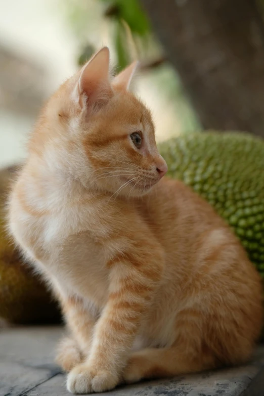 the kitten is sitting outside next to the fruit