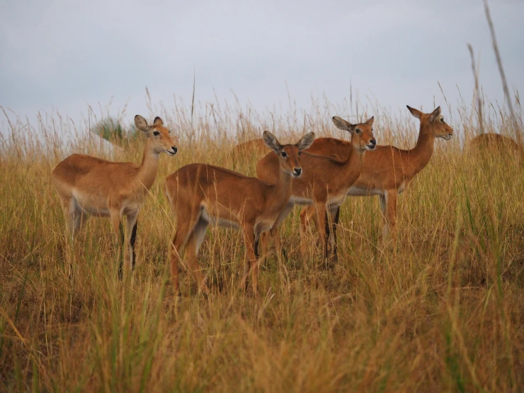 a small group of deer standing next to each other in tall grass