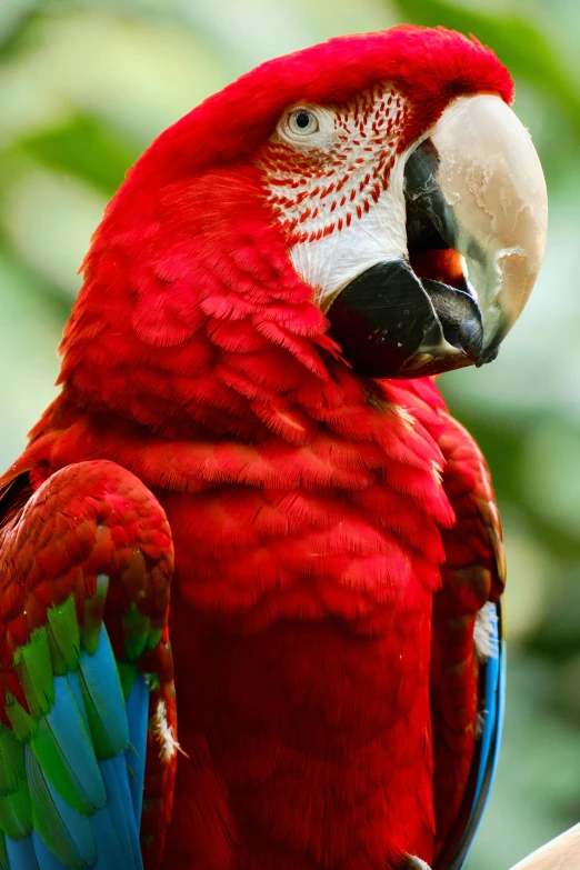 a close - up of a parrot with a white face and a black beak