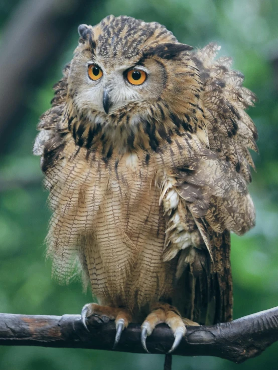 a close up of an owl on a nch