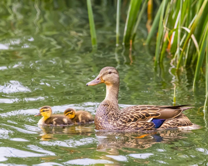 two ducklings float together in a pond