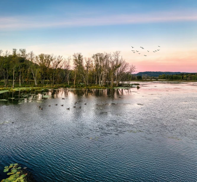 two swans fly over a small lake