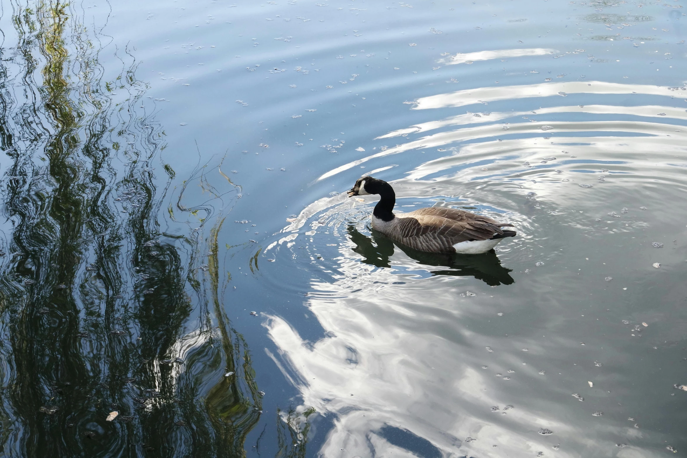 a goose that is floating on the water