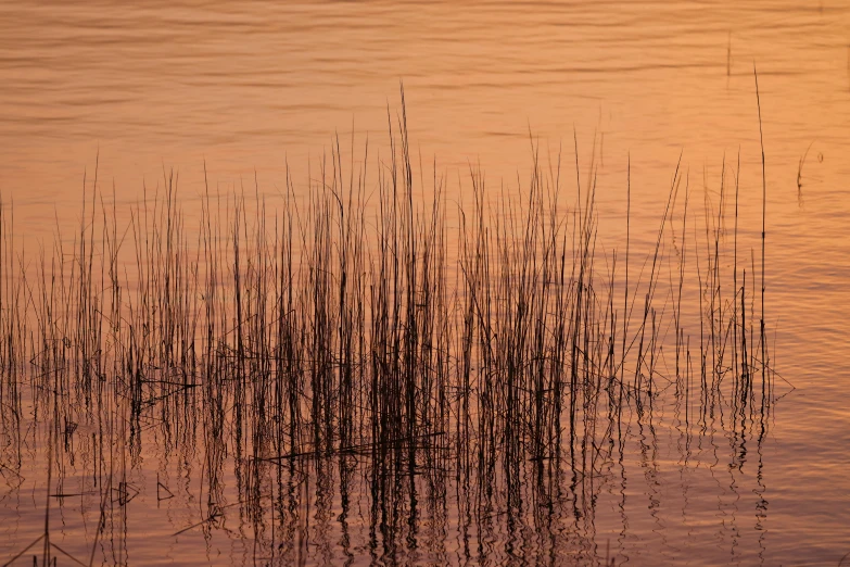 a lot of brush in the water during sunset