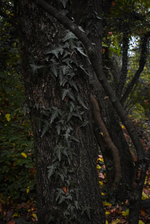 the large tree with green vines on it is next to many trees