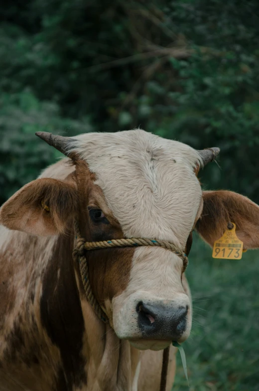 a white and brown cow wearing a rope with horns