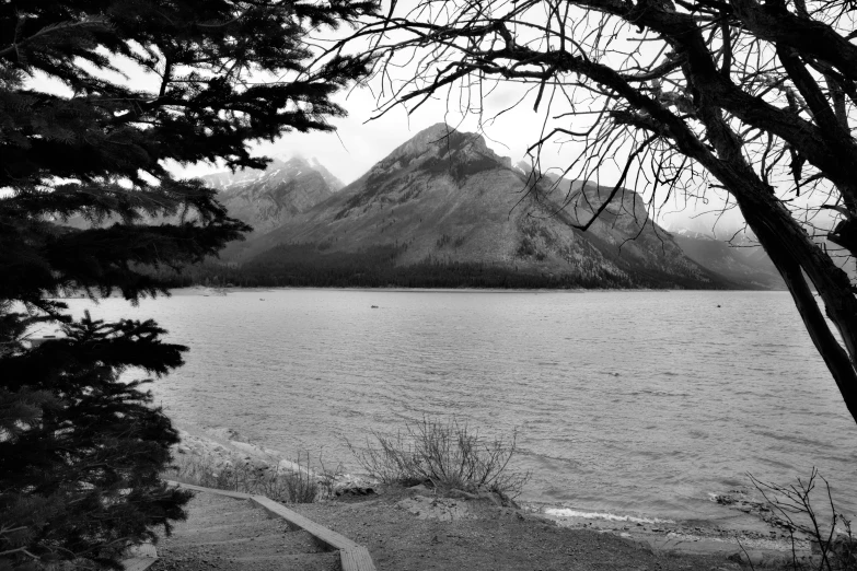 a tree with no leaves around a lake