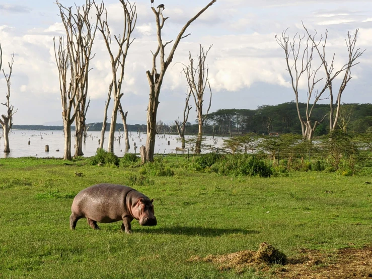 a hippo is walking along a grassy field