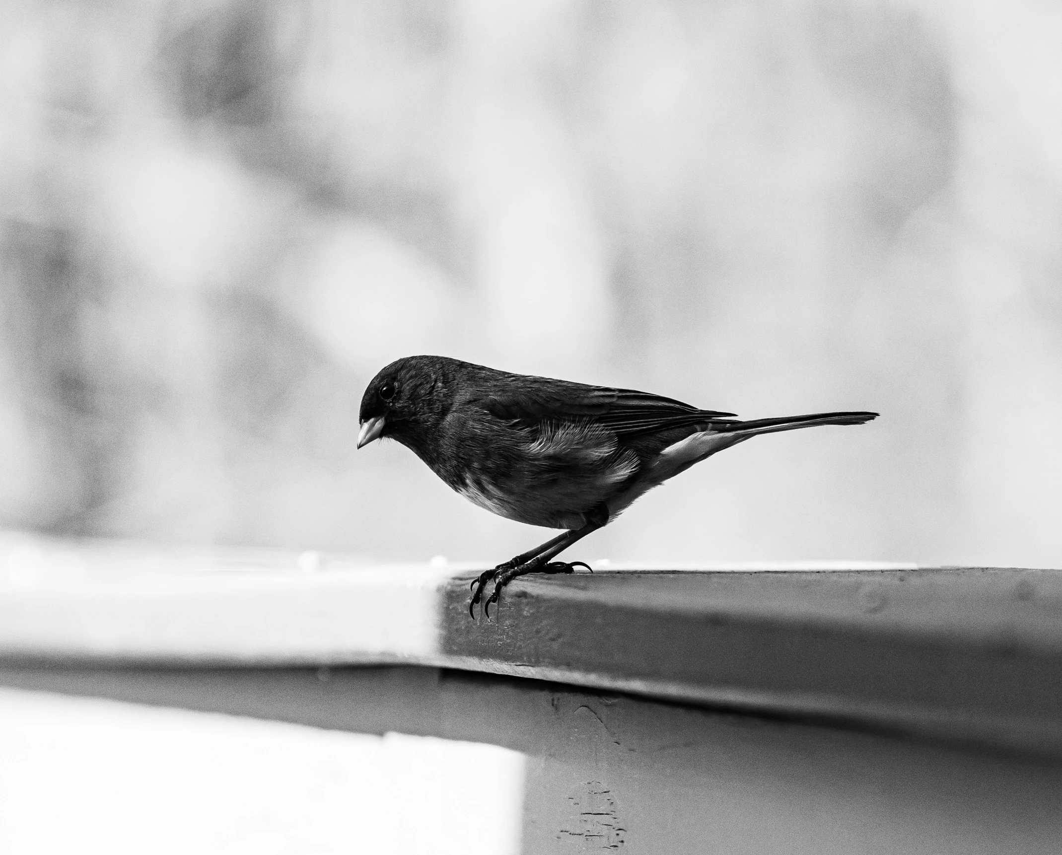 a bird perched on a ledge in a city