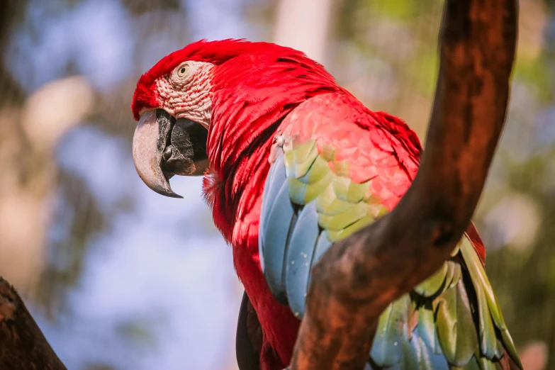 a very colorful bird sitting on top of a nch