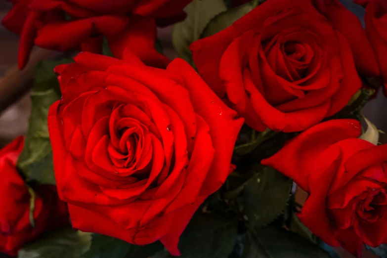 an extreme closeup of roses in red color