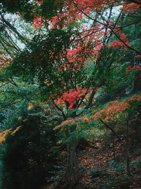 a tree with red and green leaves is above a bench