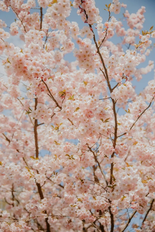 a large blossoming cherry tree with a few small pink flowers