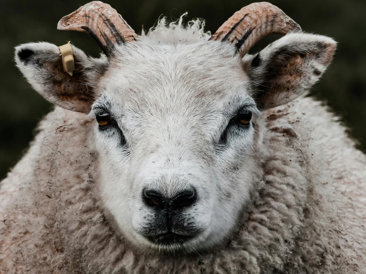 a white sheep with big horns looks into the camera