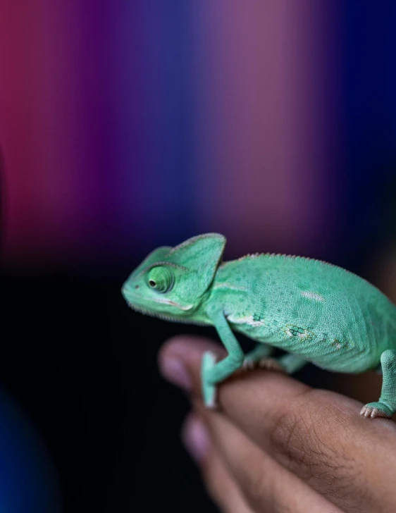 the small green lizard is sitting on the palm of a person