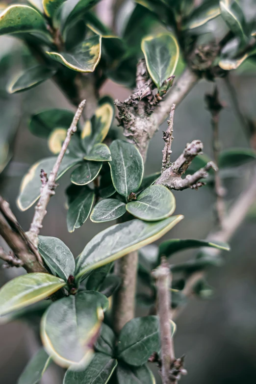 some type of shrub with leaves on a tree