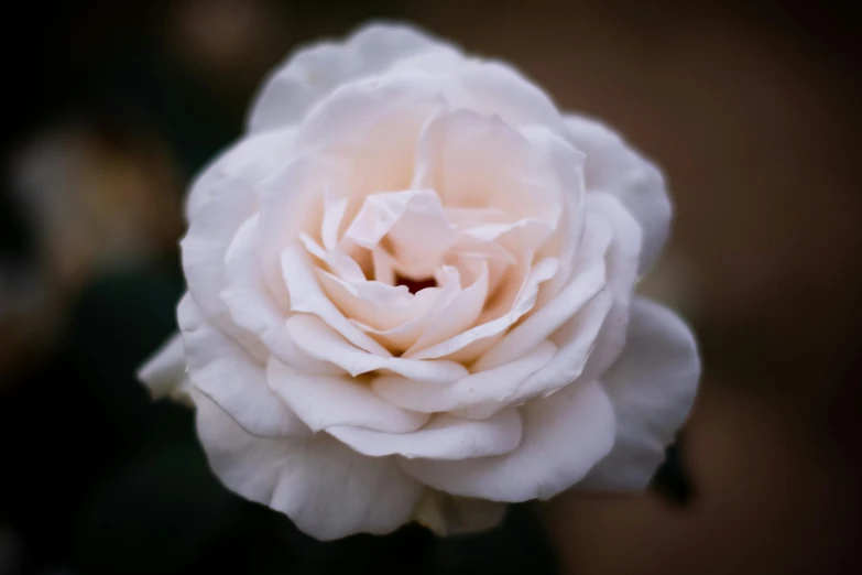 a close up of a pink flower on a stem