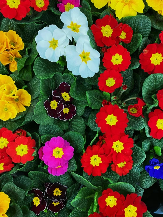 multi - colored flowers are growing in a pot