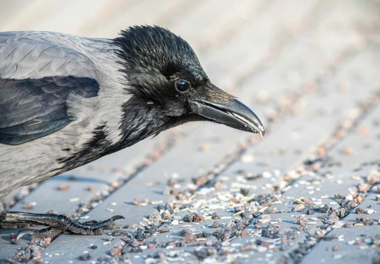 a close up of a black and white bird