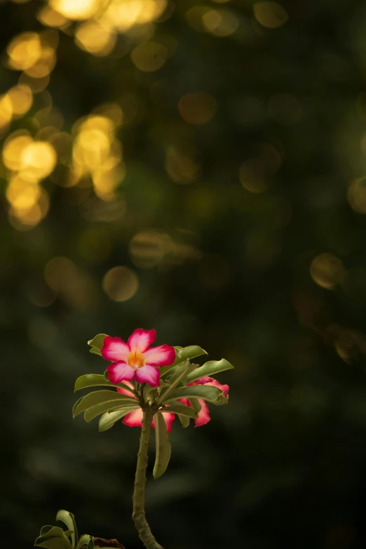 the small pink flower is near the green plant