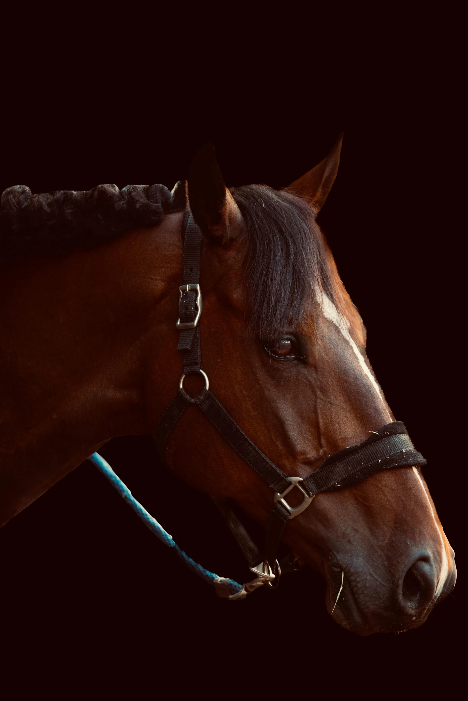 the side view of a brown horse wearing black bridle