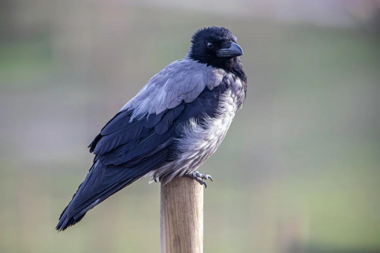 a bird perched on a pole by itself