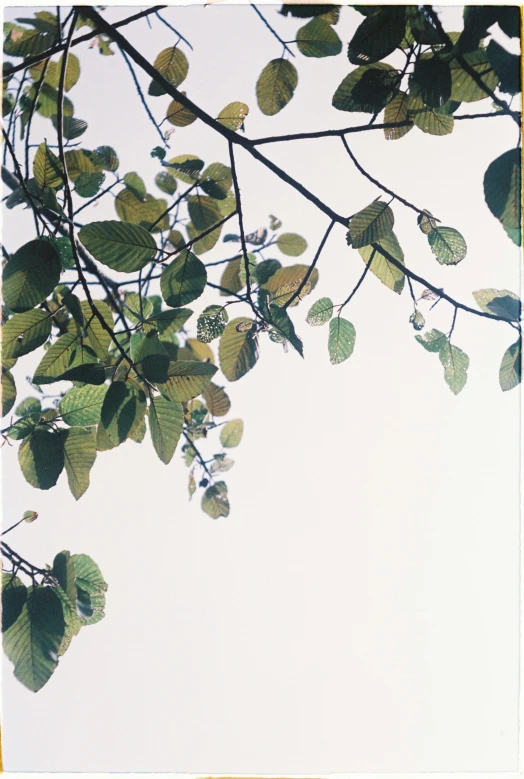 leaves are sprouting up from the top of a tree