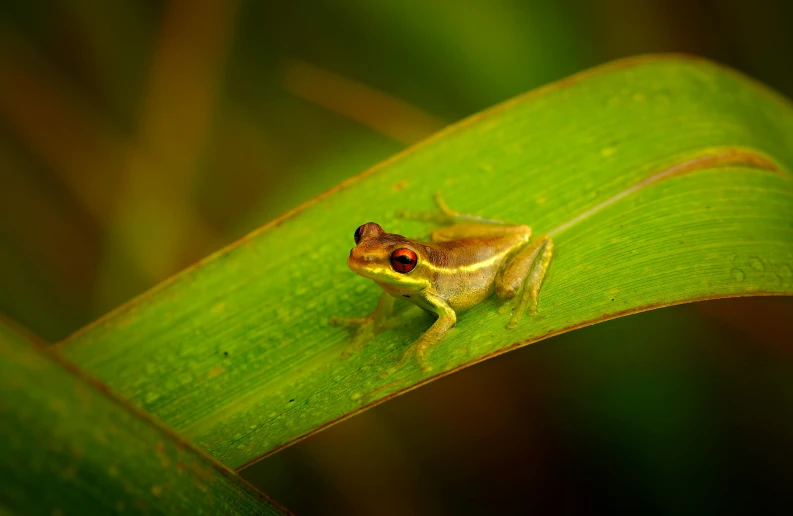 a tiny frog sitting on a green leaf