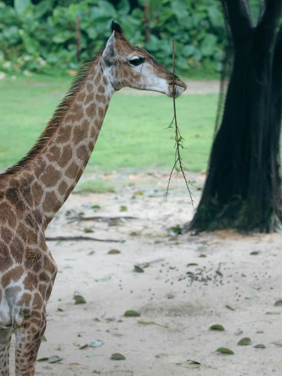 a small giraffe with soing in its mouth by the tree