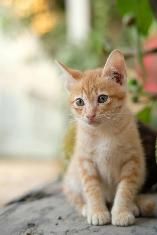 an orange and white kitten is sitting down
