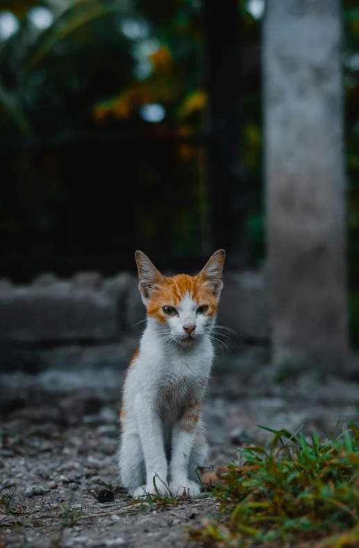 a small orange and white cat sitting in the woods