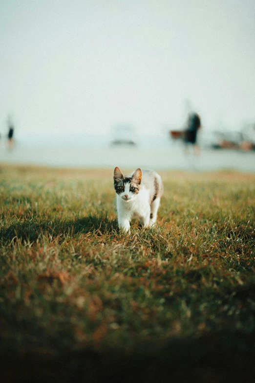 cat standing in the grass looking at someone