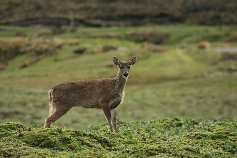 an animal in the middle of a grassy field