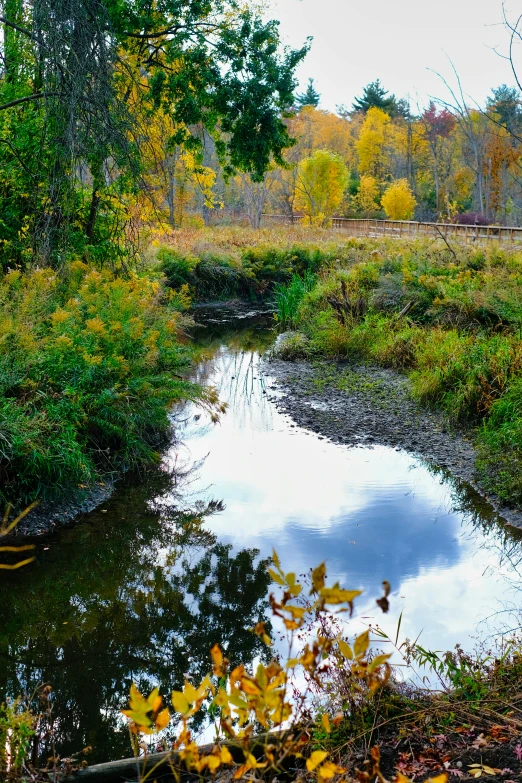 a body of water surrounded by trees and grass