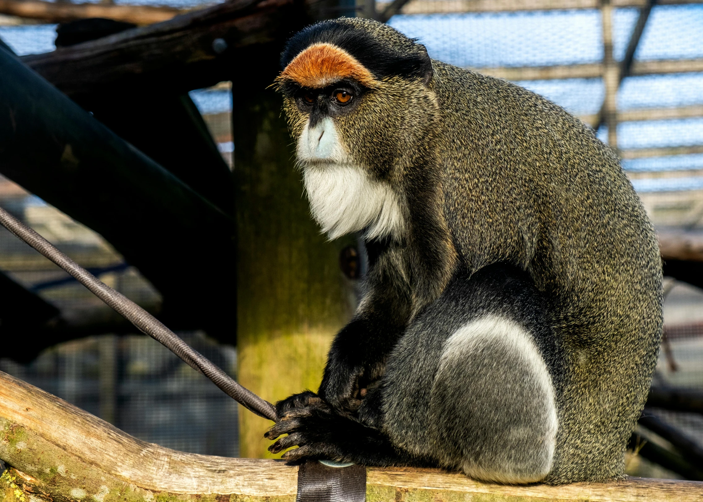 a monkey on a tree nch looking away from the camera