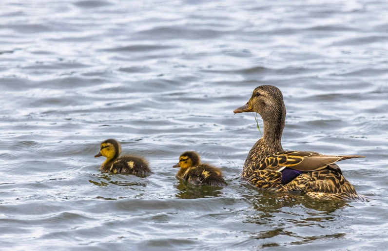 three little ducks in the water with one adult duck