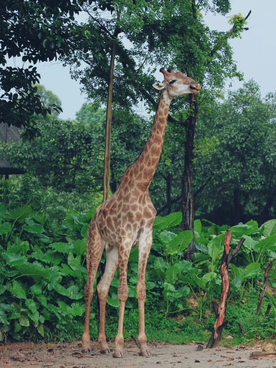 there is a giraffe standing by the trees