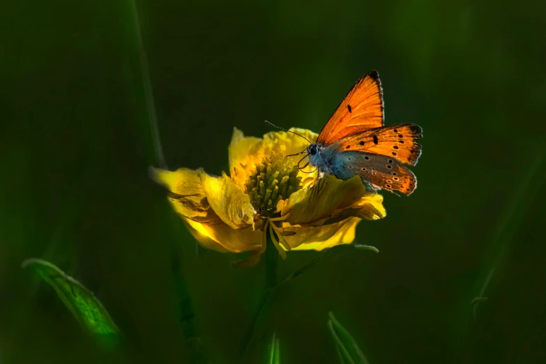 orange erfly sitting on yellow flower in sunlight