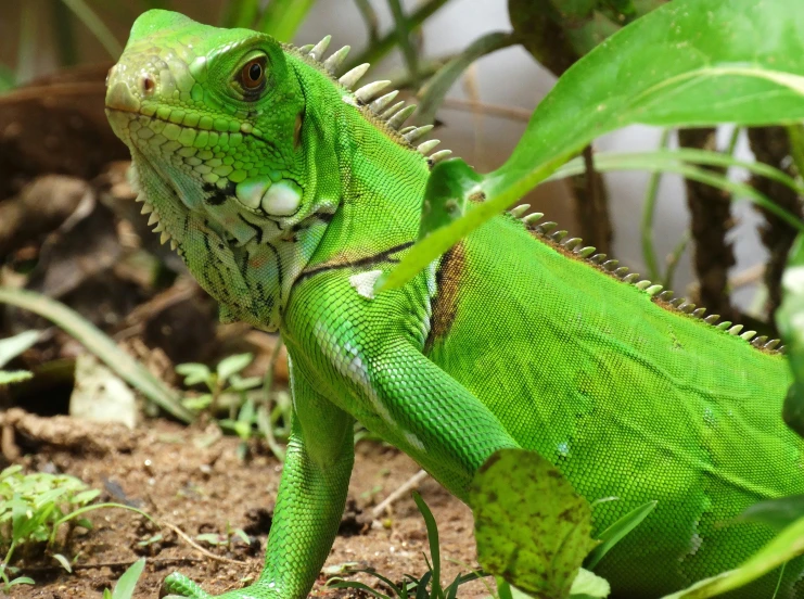 the large green lizard is standing near some plants