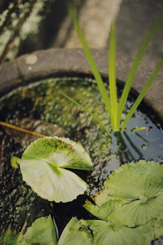 some water plants are in a pot with water