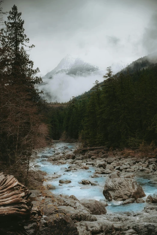 an image of a mountain stream flowing into the forest