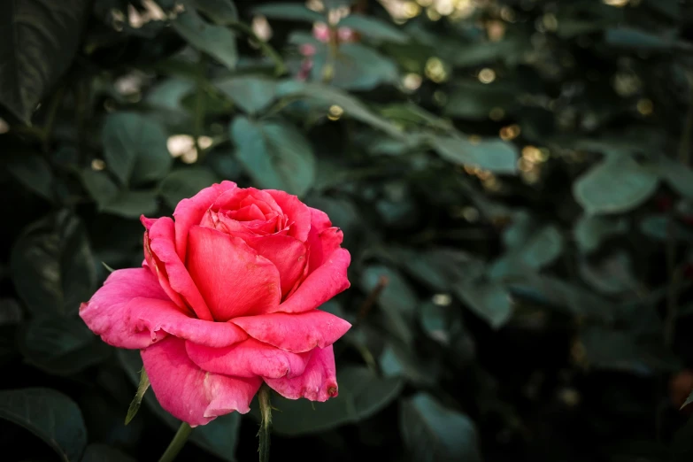 pink rose in a beautiful garden setting surrounded by green leaves