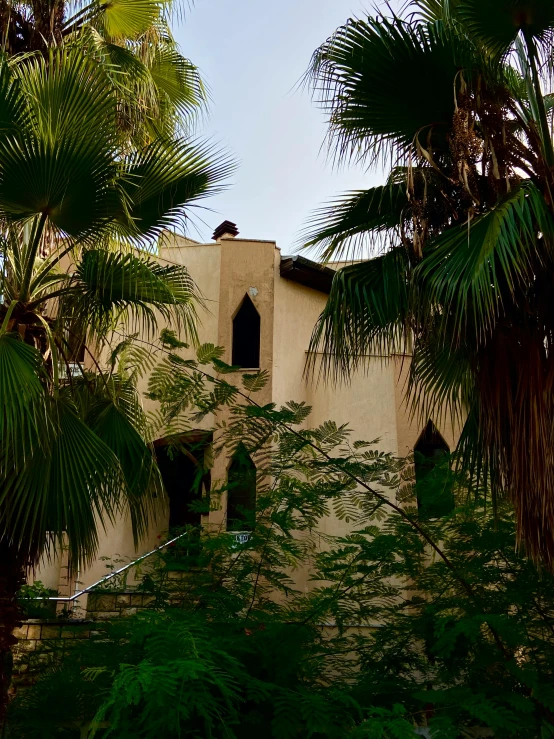 a picture of a plant and the palm trees surrounding it