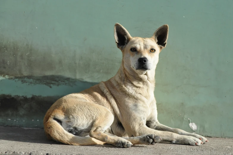 a dog that is laying down on the ground