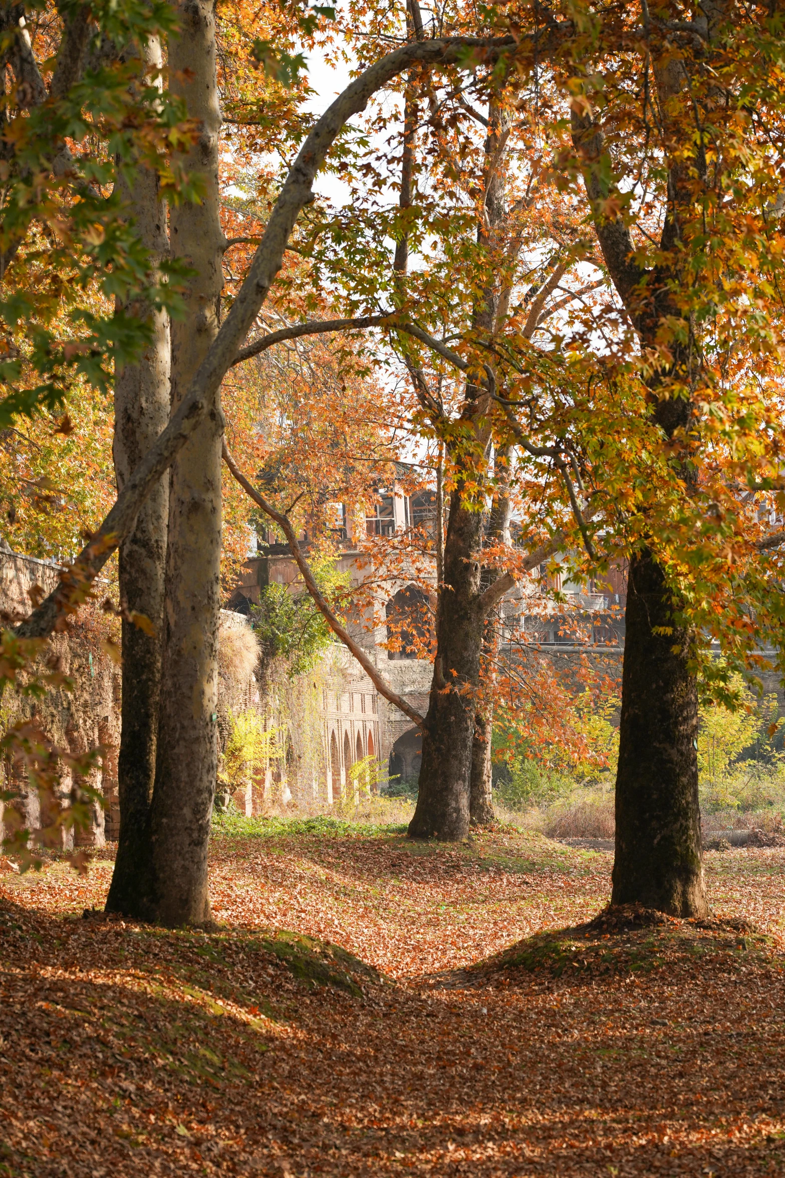 a bench and some trees in a park with leaves