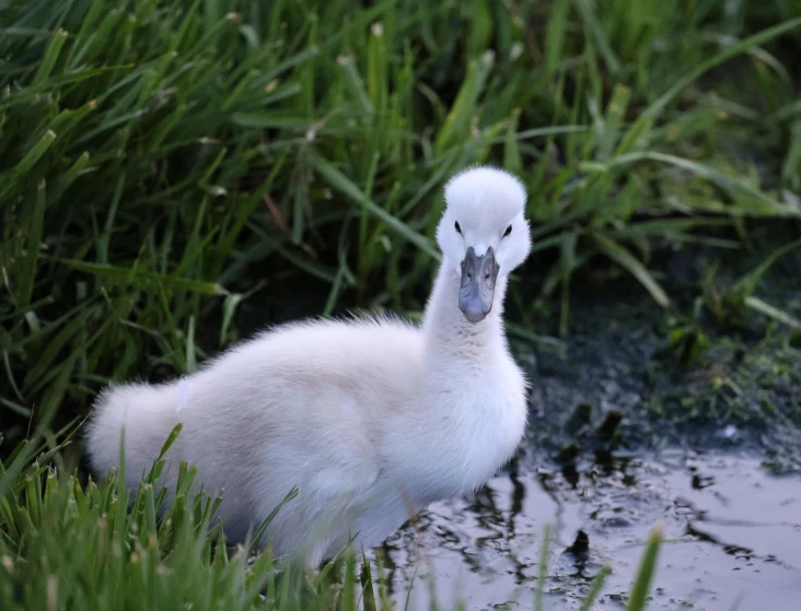 a small duck in some green brush and water