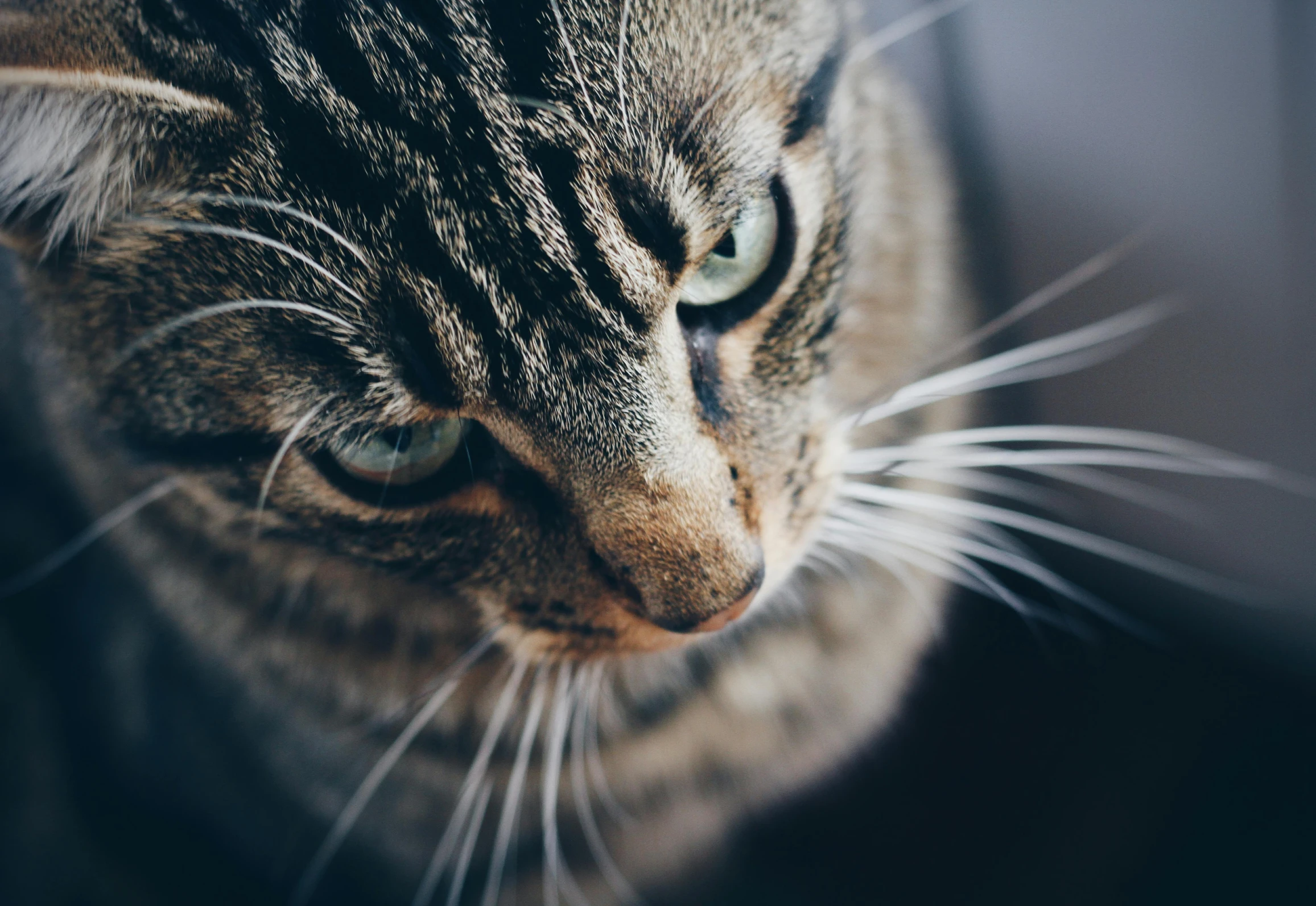 a brown and black striped cat looking at the camera